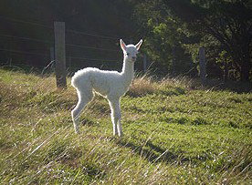 Nambucca Heads Accommodation