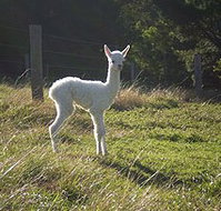 Jaspers Brush B And B - Nambucca Heads Accommodation