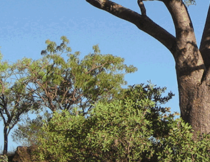 Lakeview Apartments Kununurra - Nambucca Heads Accommodation 3