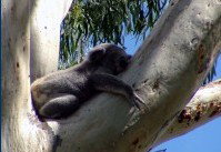 Dunbogan Caravan Park - Nambucca Heads Accommodation 2