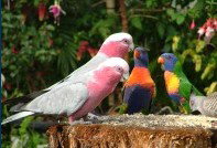 Dunbogan Caravan Park - Nambucca Heads Accommodation 4