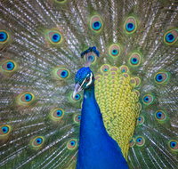 Willunga Peacock Farm Bed and Breakfast - Nambucca Heads Accommodation
