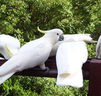 Lorikeet Lane BB - Nambucca Heads Accommodation