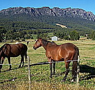 Hurlfield Farm Cottage - Nambucca Heads Accommodation