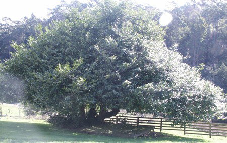 Penguin Valley Farm - Nambucca Heads Accommodation 3