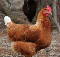 Avonmore Estate Biodynamic Winery - Nambucca Heads Accommodation