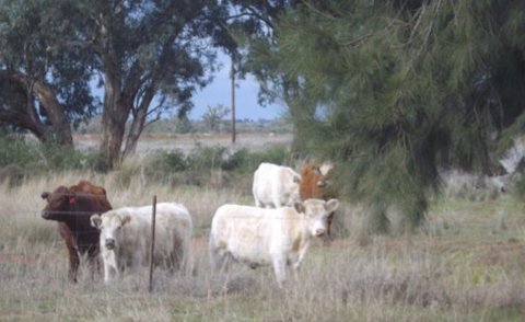 Aussie Cabins - Nambucca Heads Accommodation 2