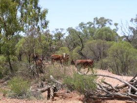 Aldville Station - Nambucca Heads Accommodation 2