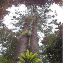 Aubigny ACT Nambucca Heads Accommodation