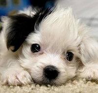 Sandis Place - Nambucca Heads Accommodation