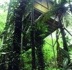 Daintree Eco Lodge And Spa - Nambucca Heads Accommodation 1