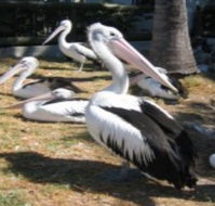 Christmas Cove Caravan Park