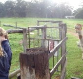 Boronia Farm Farmstay - Nambucca Heads Accommodation