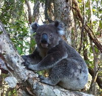 O'Carrollyns At One Mile Beach - Nambucca Heads Accommodation