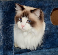 Crufts K9 Lodge amp Cat Hotel - Nambucca Heads Accommodation