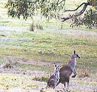 Kangaroo Ridge Retreat - Nambucca Heads Accommodation