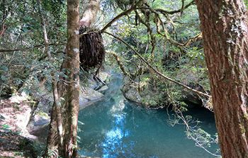 Barrington Wilderness Cedar Lodge Accommodation - Nambucca Heads Accommodation 8