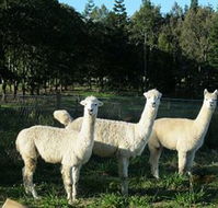 Blackwattle Farm BampB and Farm Stay - Nambucca Heads Accommodation