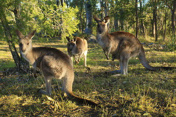 Eagleview Resort - Nambucca Heads Accommodation 56