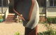 Eumundi Gridley Homestead B&B - thumb 29