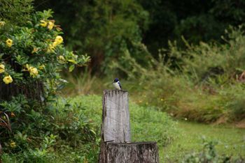 Kingfishers Manor @ Noosa - Nambucca Heads Accommodation 32