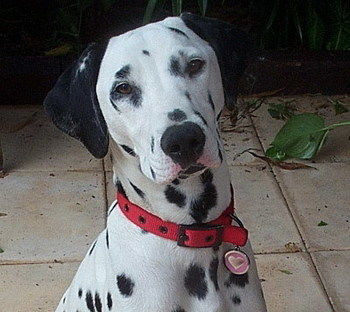 Tantarra Bed And Breakfast - Nambucca Heads Accommodation 17