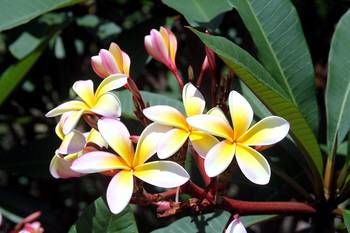 Phoenix Eumundi Bed & Breakfast - Nambucca Heads Accommodation 13