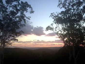 Phoenix Eumundi Bed & Breakfast - Nambucca Heads Accommodation 14