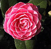 Cloverlea Gardens Bed and Breakfast - Nambucca Heads Accommodation