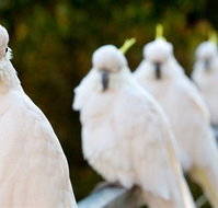 Aireys Inlet Getaway Resort