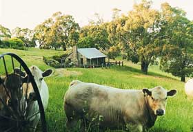 Adelaide Hills Country Cottages - Gum Tree Cottage - Nambucca Heads Accommodation 1