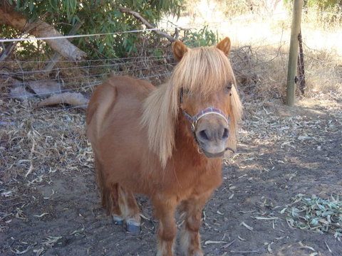 Bindoons Windmill Farm - Nambucca Heads Accommodation 5