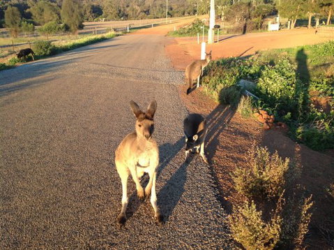 Bindoons Windmill Farm - Nambucca Heads Accommodation 7