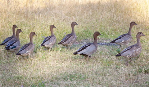 Camp Wambelong - Nambucca Heads Accommodation 1