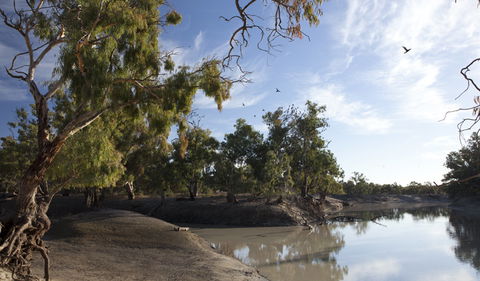 Darling River Campground - Nambucca Heads Accommodation 1