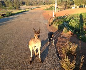 Bindoons Windmill Farm - Nambucca Heads Accommodation 0