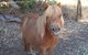 Bindoons Windmill Farm - thumb 3