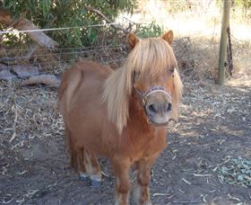 Bindoons Windmill Farm - Nambucca Heads Accommodation 3