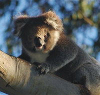 Bimbi Park Camping Under Koalas - Nambucca Heads Accommodation