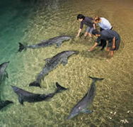 Tangalooma Wild Dolphin Resort