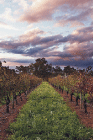Lamonts Winery Restaurant  Gallery - Nambucca Heads Accommodation