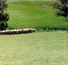 Gooromon Park Cottages - Nambucca Heads Accommodation