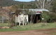 Ellamara - Giants Creek - thumb 0