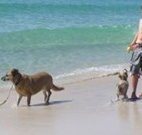 A Paradise Bungalow Waterfront - Nambucca Heads Accommodation