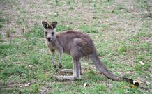 Calurla Chalets And Cottages - Nambucca Heads Accommodation 1