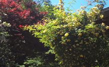 Sea Cottage - Nambucca Heads Accommodation 3