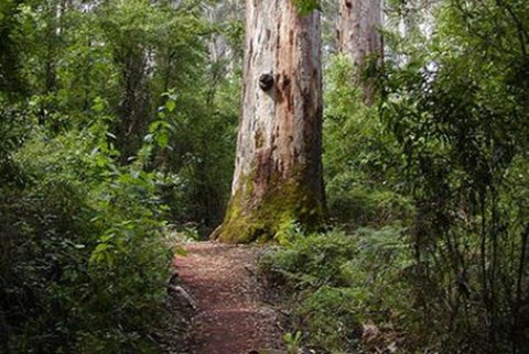Pemberton YHA - Nambucca Heads Accommodation 2