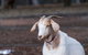 Barkala Farmstay And Blue Wren Bush Cafe - thumb 7