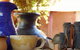 Barkala Farmstay And Blue Wren Bush Cafe - thumb 9