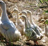 Duck Duck Goose Bed and Breakfast - Nambucca Heads Accommodation